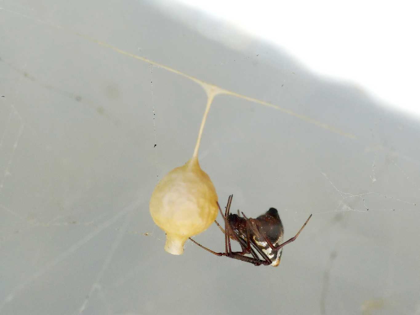 Carrellata di Argyrodes e Cyrtophora  - S. Teresa G. (OT)